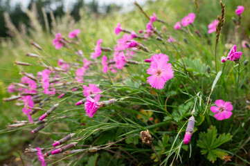 A wood pink flower in the Austrian alps