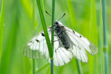 A clouded Apollo butterfly resting in a meadow