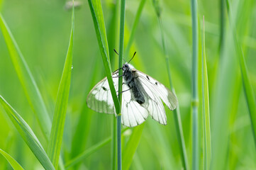 A clouded Apollo butterfly resting in a meadow