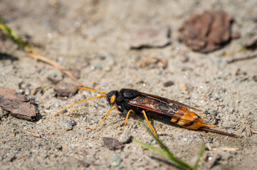 A giant woodwasp resting on the ground