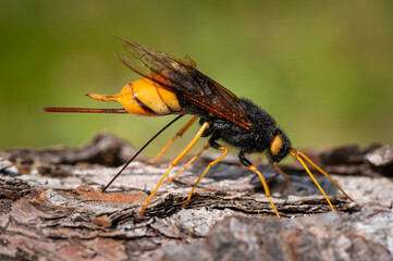 A giant woodwasp drilling into a piece of wood