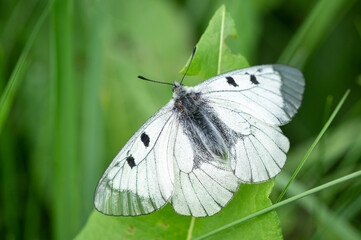 A clouded Apollo butterfly resting in a meadow