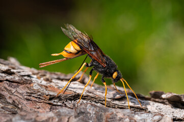 A giant woodwasp drilling into a piece of wood