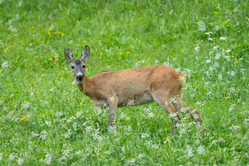 Naklejka na ściany i meble A female deer sting in a meadow