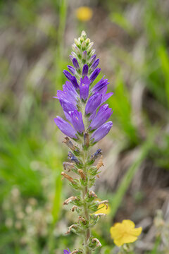 A spiked bellflower in the Austrian Alps