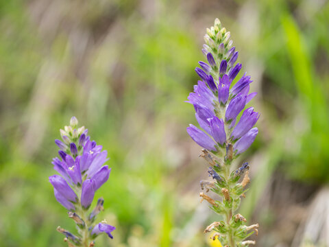 A spiked bellflower in the Austrian Alps