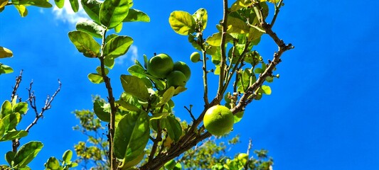 A small lemon tree in the garden.