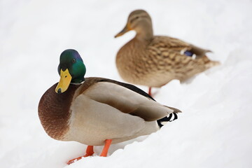 Couple of mallard ducks standing on the snow in winter. Male and female ducks at cold season