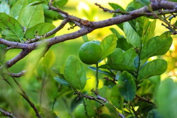 A small lemon tree in the garden.