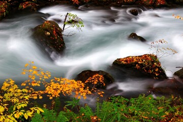 Fototapeta na wymiar Mystical Oirase River flowing through an autumn forest with fallen leaves on mossy rocks in Towada Hachimantai National Park in Aomori, Japan ~ Beautiful scenery of Japanese countryside in fall season
