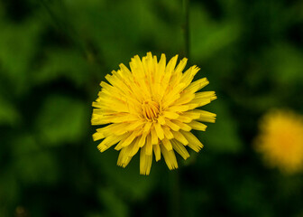 Dandelion