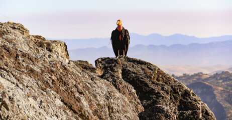 California Condor on the stone surface under sunlight near San Lucas, California