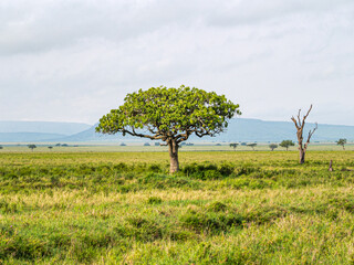 Fototapeta premium Sausage tree in Serengeti National Park with the remains of a dead tree to the right and mountains in the distance
