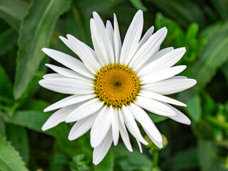 Obraz premium Margarida