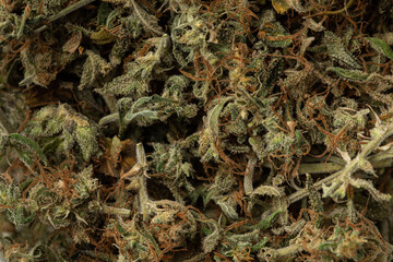 Close up of marijuana Medical Weed Growing Isolated Buds