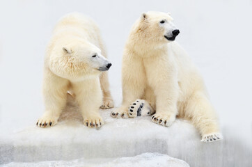 polar bears sitting in the snow