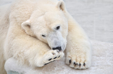 Fototapeta na wymiar portrait of a polar bear in the snow