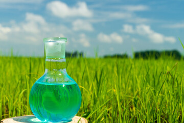 Image of a glass flask with a chemical solution on the background of young rice shoots. Glass bulb. Agrochemical solution. Chemical agent. Fertilizer. Plant protection.
