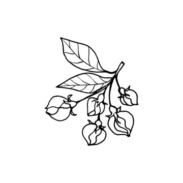 Sketch of spring almond, sakura, apple tree branch with buds. Hand draw botanical doodle vector illustration in black contrast with white fill.