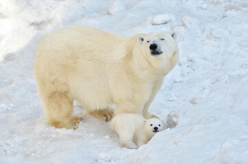 Naklejka na ściany i meble Polar bear with cubs in the snow