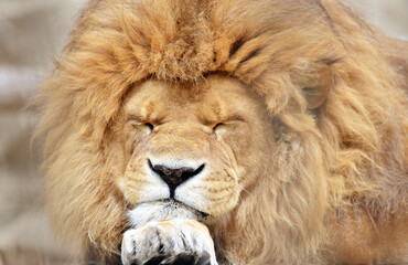portrait of a sleeping African lion