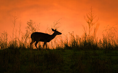 Silhouette of a deer on a grassy landscape against an orange sky
