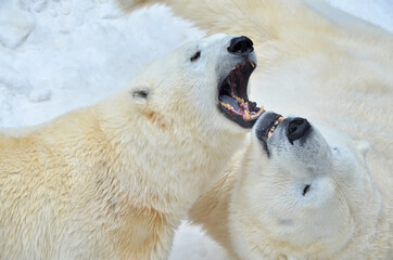 Polar bears play in the snow