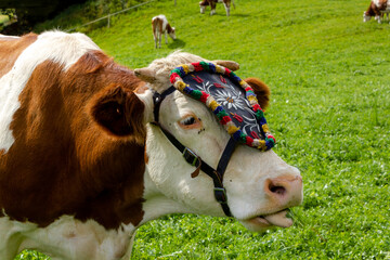 Decorated 'Fleckvieh' cattle during the 'Almabtrieb' in the Austrian Alps - obrazy, fototapety, plakaty