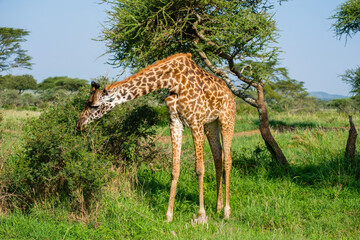 Young giraffe feeding on a shrub in Serengeti National Park, Tanzania