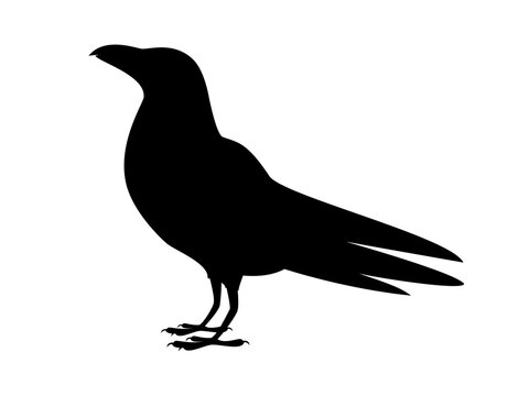 Standing raven bird black silhouette icon vector. Crow black silhouette vector isolated on a white background