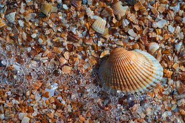 seashells by the seashore