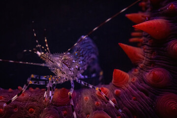 Spiny subject