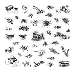Collection of monochrome illustrations of spice in sketch style. Hand drawings in art ink style. Black and white graphics.