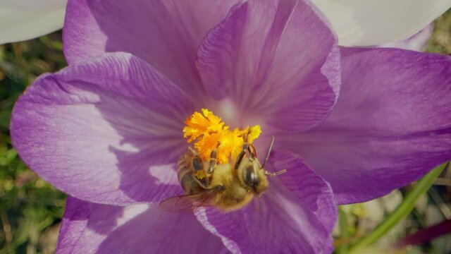 pszczoła na kwiatach, pszczoła i nektar, pszczoła latem, bee on flowers, bee and nectar, bee in summer