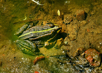 Frog in the pond