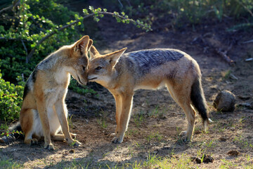 Beautiful shot of two foxes in a lovely moment in the park