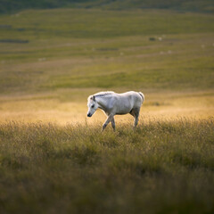 Obraz premium A wild fowl up in the Welsh mountains