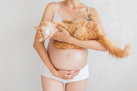 Pregnant woman in white underwear with cute ginger cat. Woman expecting a baby. Risk of infection toxoplasmosis.