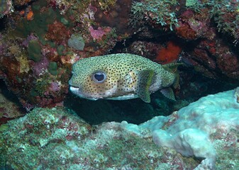 Porcupine Pufferfish on the reef