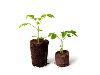 Tomatoes in the ground on a white background. The concept of using ecological components in the cultivation of plants by farmers, peat and torbag tablets