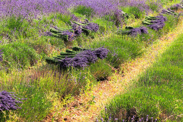 Frankreich, Provence, Vaucluse,  Pay de Sault, Geschnitterner und gebundener Lavendel