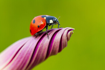 ladybird on a flower