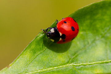 red ladybug on green leaf
