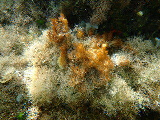 Сlump of Cyanobacteria, formerly called Blue-green algae (Cyanophyta), undersea, Aegean Sea,...