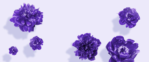 Fototapeta na wymiar Very peri peony flowers falling on purple background. for banner, poster, Web and packaging.