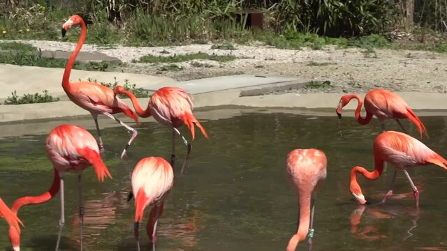 Fighting flamingos