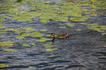 Ducks sit on pipe that goes into water of lake. Water near shore is covered with water lily leaves. One of ducks thoughtfully watches her own reflection