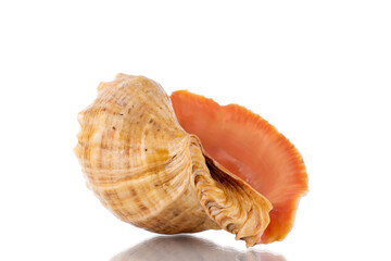 One sea shell, close-up, isolated on white.