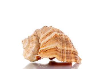 One sea shell, close-up, isolated on white.