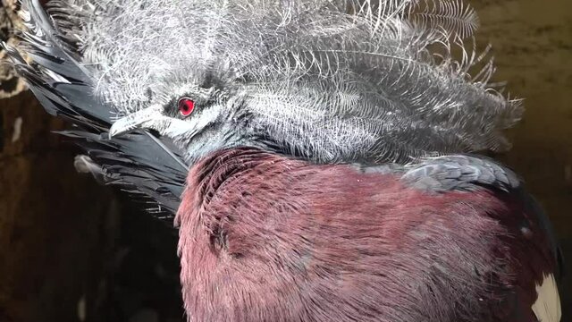 The bird sclater's crowned pigeon cleans its claws.  His red eyes sparkle in the falling sun.